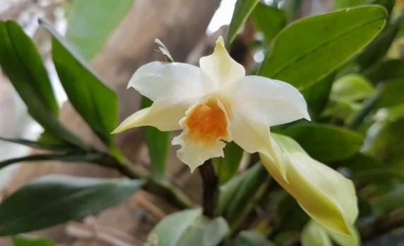 Nhân Giống Hoa Phong Lan Nhất Điểm Hoàng