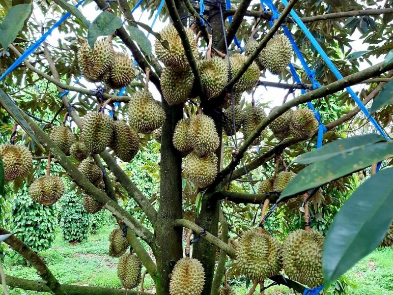 Hình ảnh người nông dân đang tỉ mỉ phun thuốc hoặc phân bón theo đúng kỹ thuật làm bông sầu riêng để đảm bảo hiệu quả tối ưu