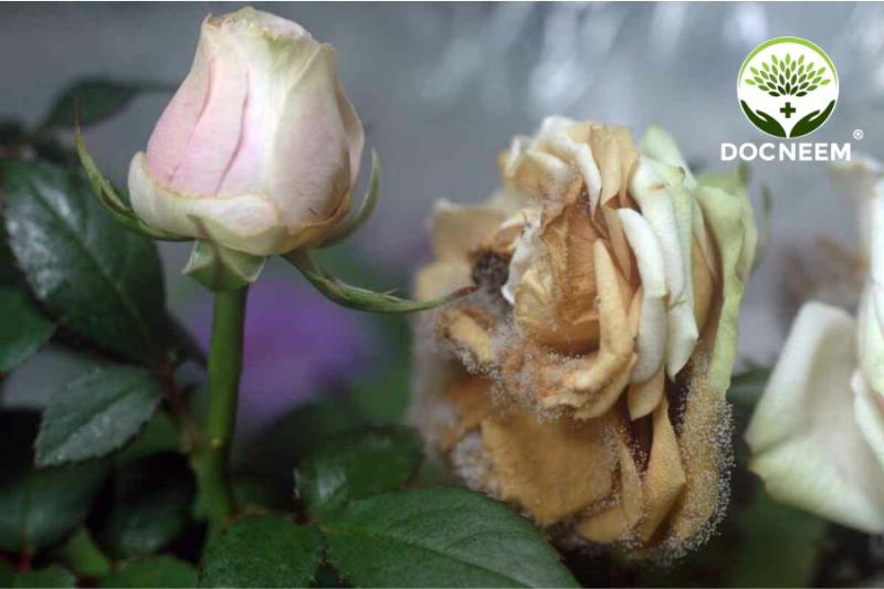 Cách phòng trừ sâu bệnh cho hoa hồng trứng hiệu quả