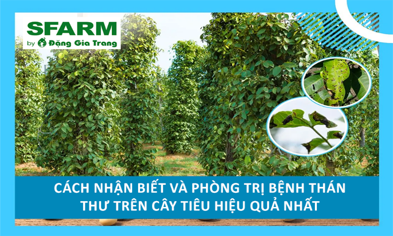 Người làm vườn đang phun thuốc trị bệnh thán thư cho cây hoa hồng