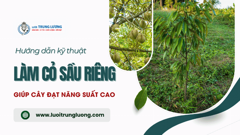 Quản lý cỏ dại quanh gốc sầu riêng con