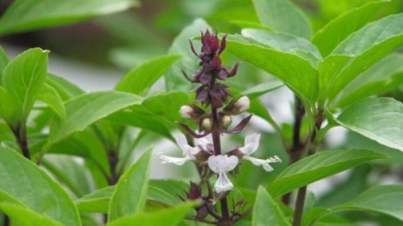 Hình ảnh cận cảnh rau muống và cà chua phát triển mạnh mẽ trong vườn nhà mùa hè