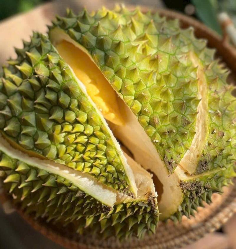 Sầu Riêng Ri6 - Vua Của Các Loại Sầu Riêng