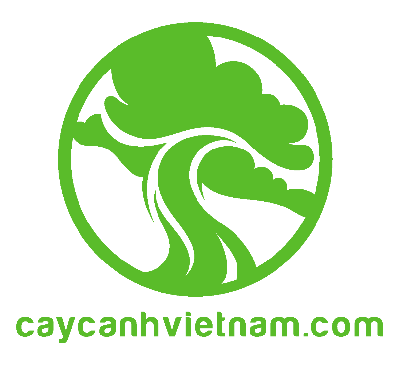 Thay Chậu Cho Cây Mai Chiếu Thủy