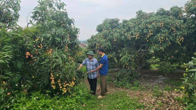 Hình ảnh chùm vải thiều chín đỏ mọng trên cây, sẵn sàng cho việc thu hoạch đúng thời điểm