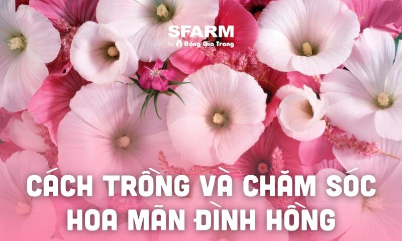 Người làm vườn đang tưới nước và kiểm tra sức khỏe cây mãn đình hồng non