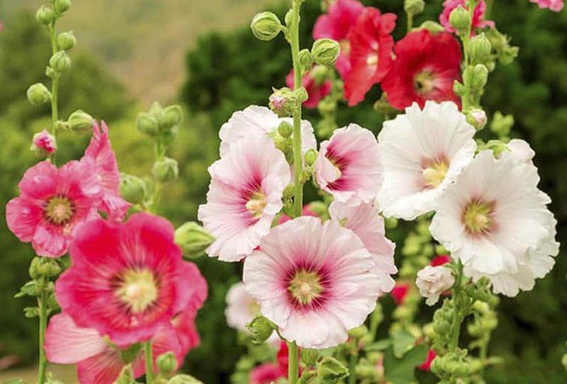 Những bông hoa mãn đình hồng nở rộ tuyệt đẹp sau khi được trồng đúng thời gian
