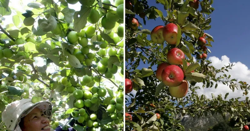 Hình ảnh thu hoạch những chùm cà chua bi chín mọng