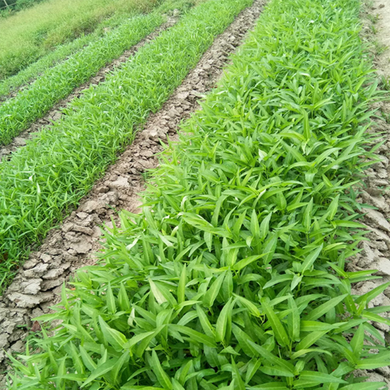 Thu hoạch rau muống tươi xanh