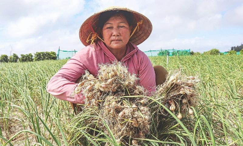 Hình ảnh thu hoạch củ tỏi tròn trịa, minh chứng cho kỹ thuật trồng tỏi tại nhà hiệu quả