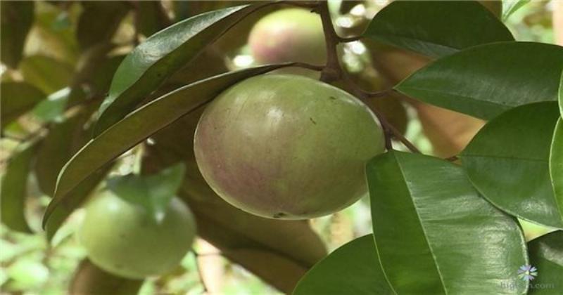 Hình ảnh minh họa các bước ban đầu khi trồng hoa giấy trước nhà, tập trung vào việc chuẩn bị và đặt cây giống vào vị trí