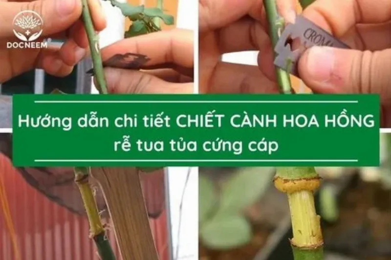 Tưới dịch chuối đã pha loãng vào gốc cây hoa hồng để cung cấp dinh dưỡng cho rễ và thúc đẩy ra hoa