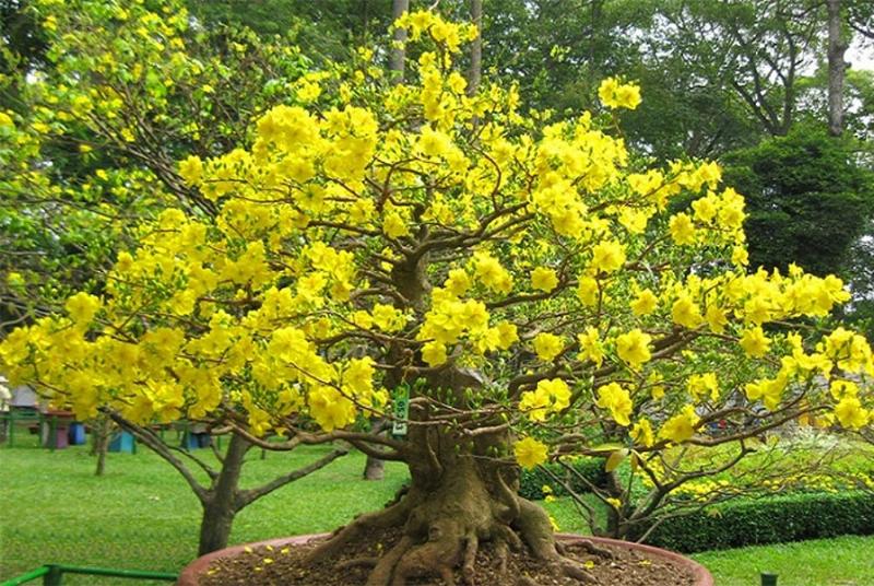 Tưới nước cho cây mai chậu đúng cách
