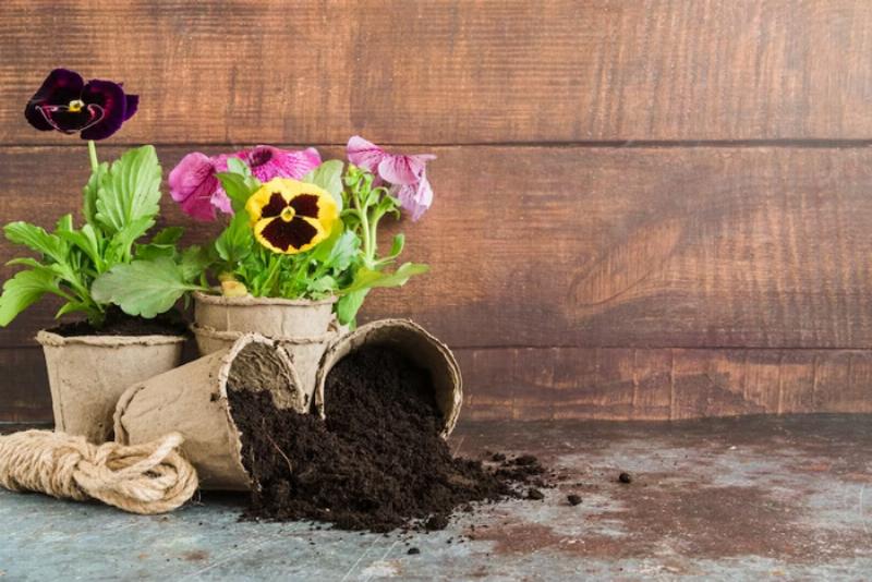 Hình ảnh minh họa cách tưới nước đúng cho hoa cẩm chướng trong chậu, giúp cây phát triển khỏe mạnh