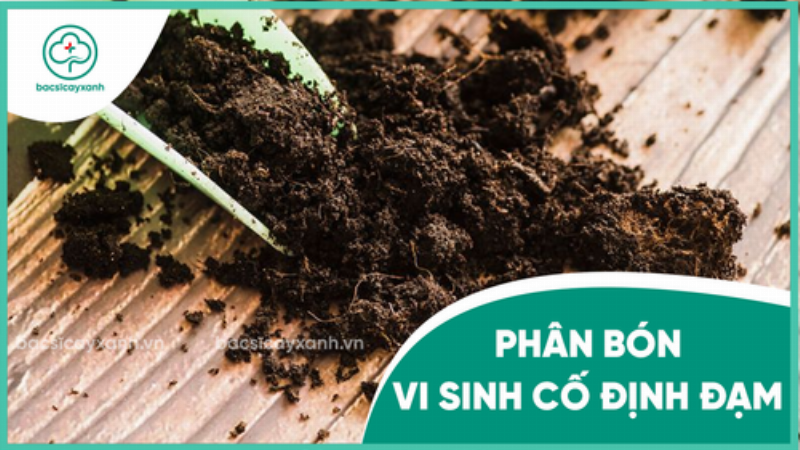 Minh họa cách ứng dụng phân vi sinh vật cố định đạm cho cây trồng trong vườn