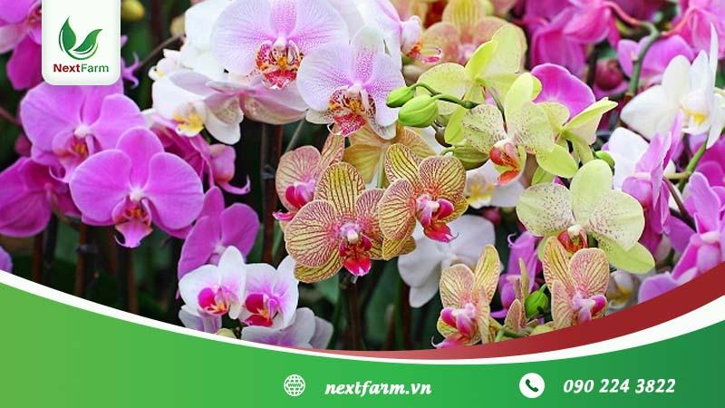 Hình ảnh tổng quan một vườn lan được chăm sóc bài bản với hệ thống tưới, lưới che nắng và nhiều giò lan xanh tốt