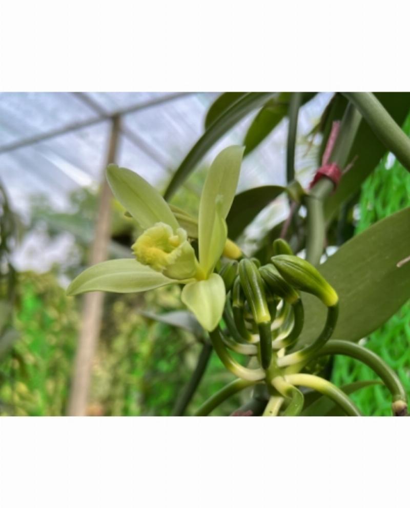 Các bước xử lý cây lan cấy mô non sau khi lấy ra khỏi bình, bao gồm rửa thạch và ngâm sát khuẩn, chuẩn bị cho kỹ thuật trồng lan