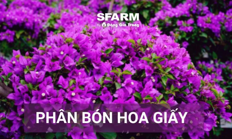 Hướng dẫn bón phân đúng loại và đúng lúc để kích thích hoa giấy ra hoa quanh năm hiệu quả