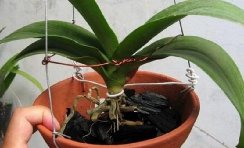 Các loại giá thể trồng lan hồ điệp phổ biến như vỏ thông, dớn, than củi được bày trí cùng nhau