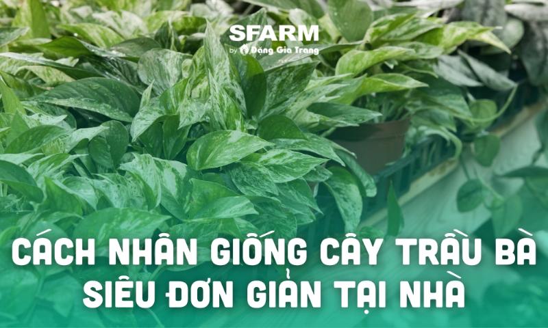 Huong dan cach cat canh cay trau ba dung ky thuat de nhan giong thuy sinh thanh cong cho nguoi moi bat dau.