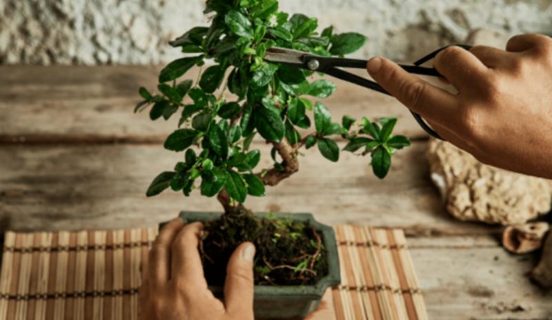 Kỹ thuật cắt tỉa và tạo dáng cơ bản cho cây bonsai mini để bàn