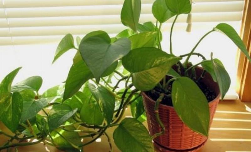 Cách chuẩn bị đất và chậu để trồng cây trầu bà tại nhà đúng cách