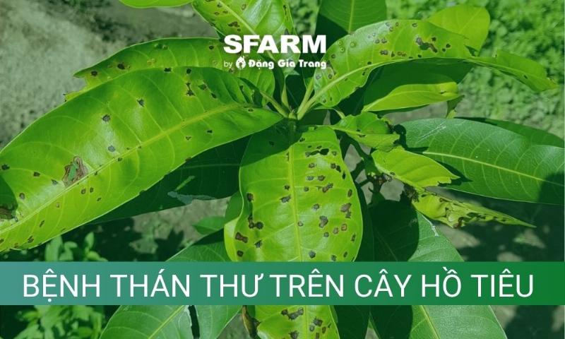 Cắt tỉa cành lá bị bệnh thán thư đúng cách giúp ngăn lây lan