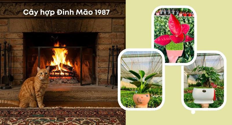 Cây Kim Tiền lá xanh mướt hợp với người tuổi Đinh Mão 1987 mệnh Hỏa theo phong thủy giúp thu hút tài lộc