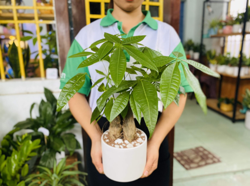 Cây phát lộc trồng trong nước xanh tốt, mang ý nghĩa tài lộc và may mắn trong nhà.