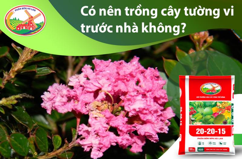 Hướng dẫn chăm sóc và cắt tỉa đúng cách giúp hoa tường vi trắng ra hoa nhiều hơn