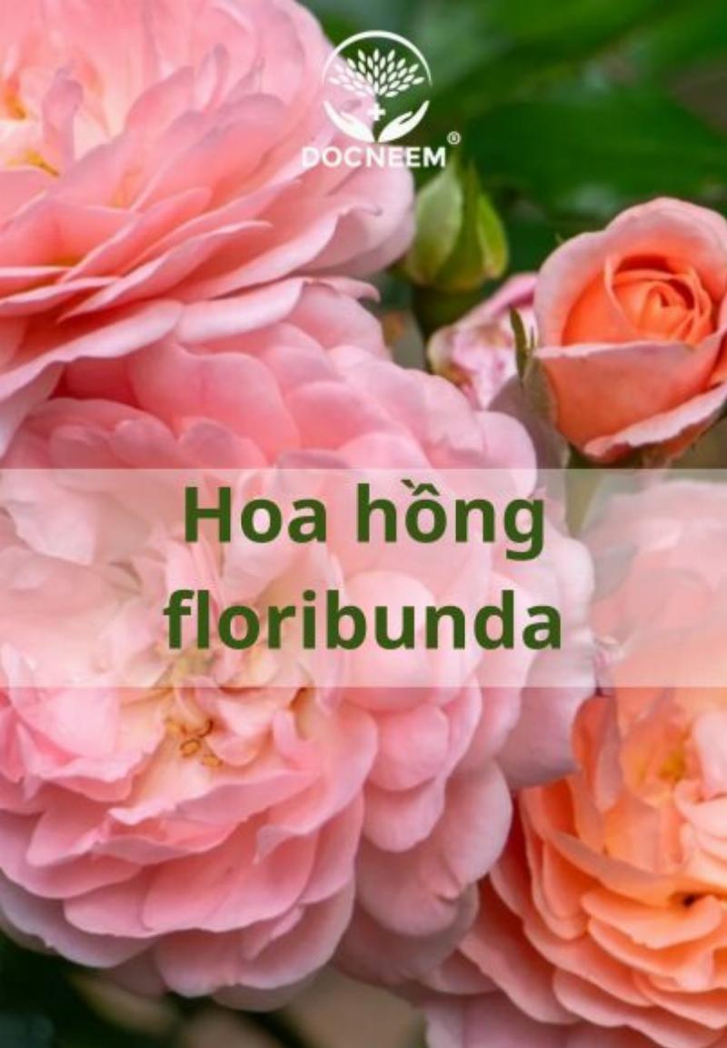 Người làm vườn đang tưới nước cẩn thận cho cây hồng rễ trần mới trồng