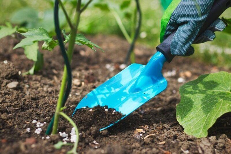 Hướng dẫn chăm sóc cây trang trí sân vườn đúng kỹ thuật tưới nước bón phân cắt tỉa phòng bệnh