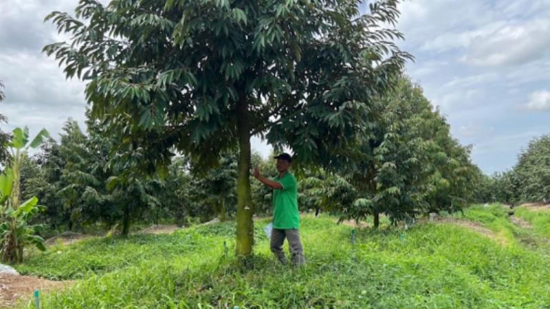 Kỹ thuật chăm sóc và cắt tỉa tạo tán cho cây sầu riêng