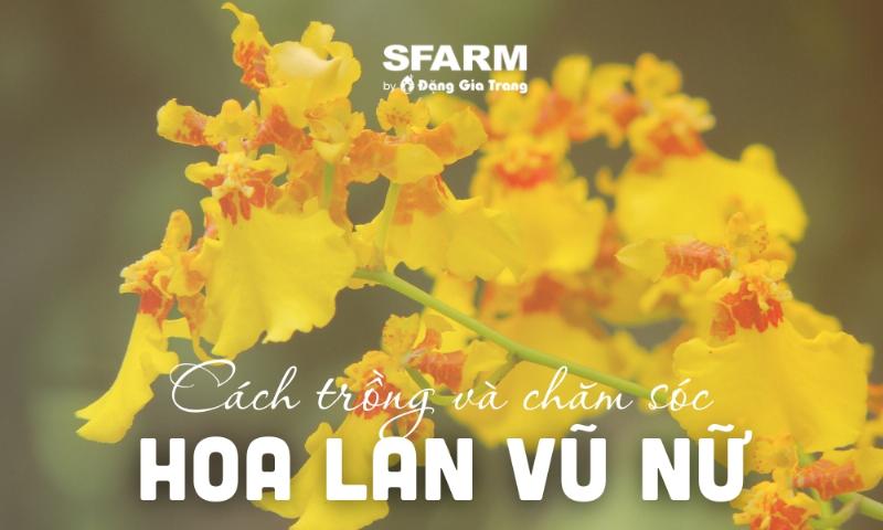 Cách tưới nước đúng kỹ thuật cho lan vũ nữ, đảm bảo độ ẩm phù hợp cho rễ