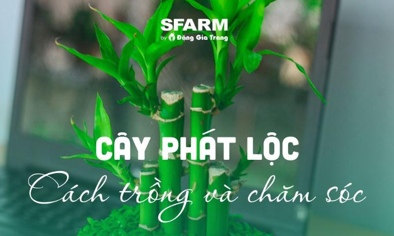Chọn cành và đặt vào bình thủy tinh để trồng cây phát lộc trong nước, chuẩn bị môi trường nước sạch.