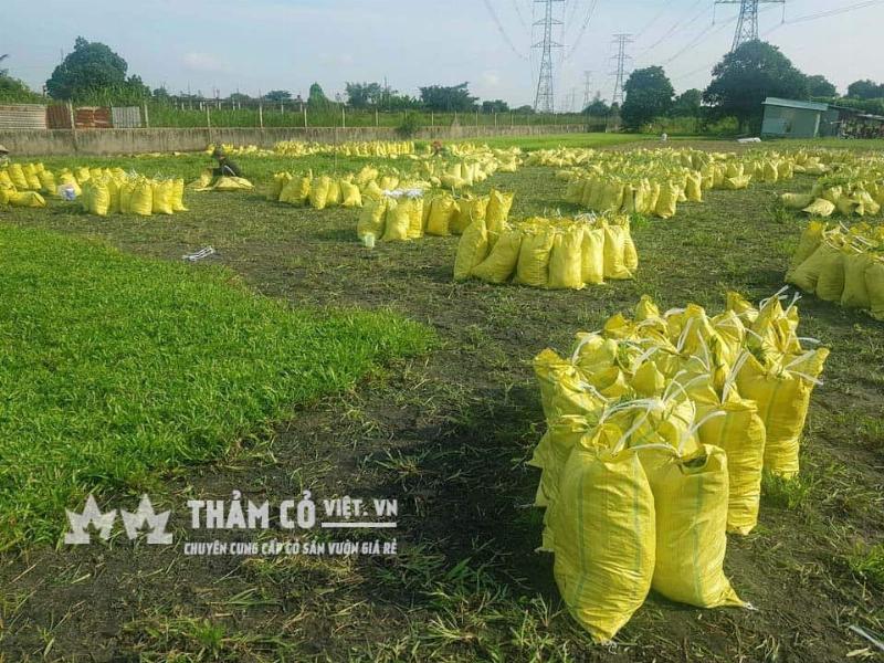 Hình ảnh minh họa các loại cây trang trí sân vườn phù hợp với điều kiện ánh sáng và loại đất
