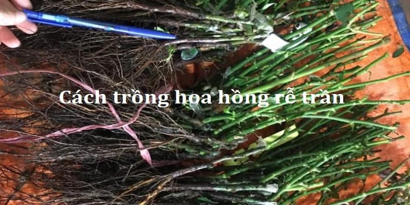 Người mua đang kiểm tra bộ rễ và thân cành của cây hồng rễ trần trước khi mua