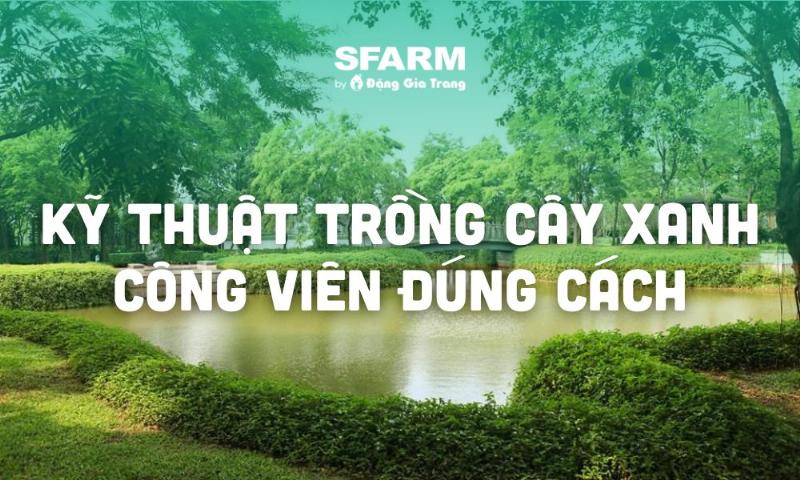 Cách đào hố trồng cây công trình đúng kỹ thuật đảm bảo cây phát triển