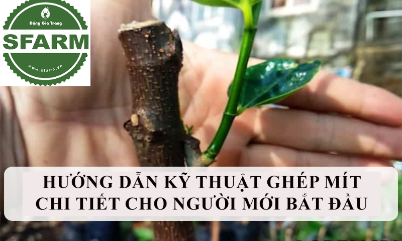 Kỹ thuật ghép mắt mai vàng trên cây gốc ghép, các bước đang thực hiện