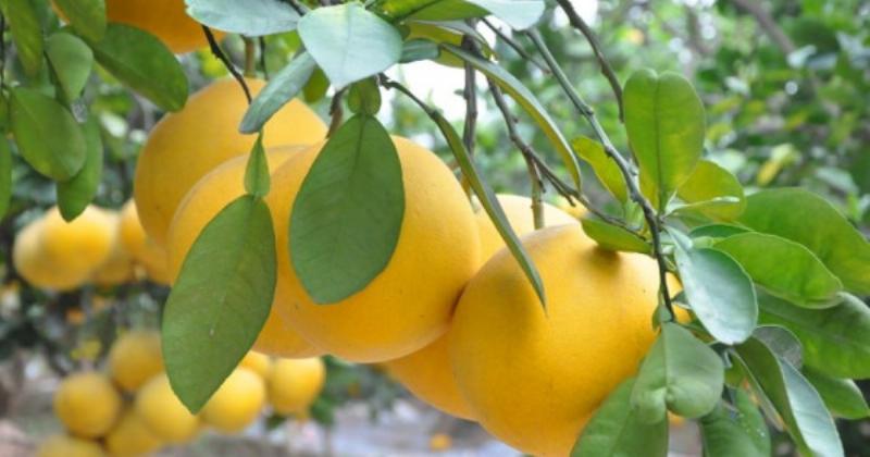 Cành ghép mai vàng với mắt ghép đã chọn lọc, sẵn sàng để ghép vào mùa thu