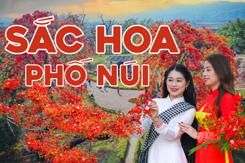 Hình ảnh lan phi điệp đẹp rực rỡ với nhiều thân hoa đang nở rộ khoe sắc