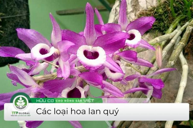 Hoa hoàng thảo hương duyên nở rộ với cánh hoa tím trắng và hương thơm quyến rũ