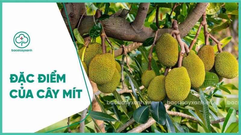 Hinh anh phan biet hoa mit duc va hoa mit cai chi tiet