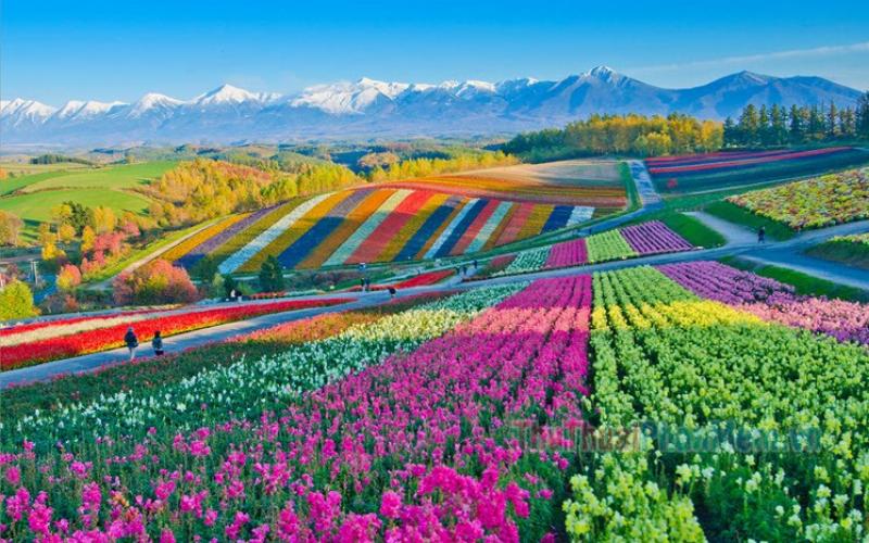 Hinh anh hoa sao nhai mau sac ruc ro dang no ro duoi anh nang mat troi