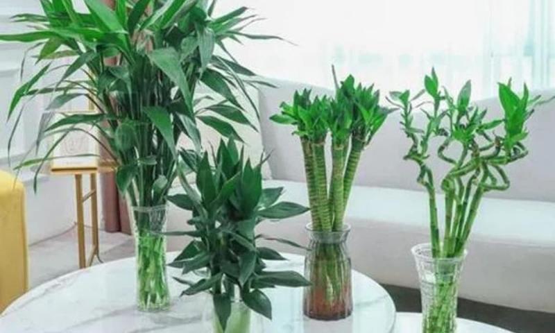 Hình ảnh lá cây phát lộc thủy sinh bị vàng héo do vấn đề chăm sóc