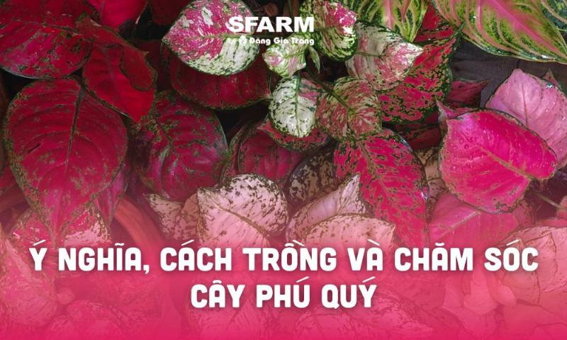 Toan canh cay phu quy la do phat trien tot voi nhieu la moi xanh tuoi hong do