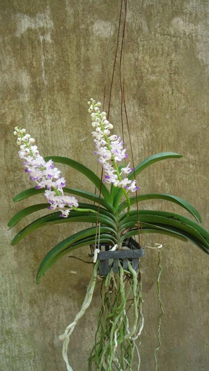 Chùm hoa lan Cửu Bảo Tiên màu đỏ tươi đang nở trên cây
