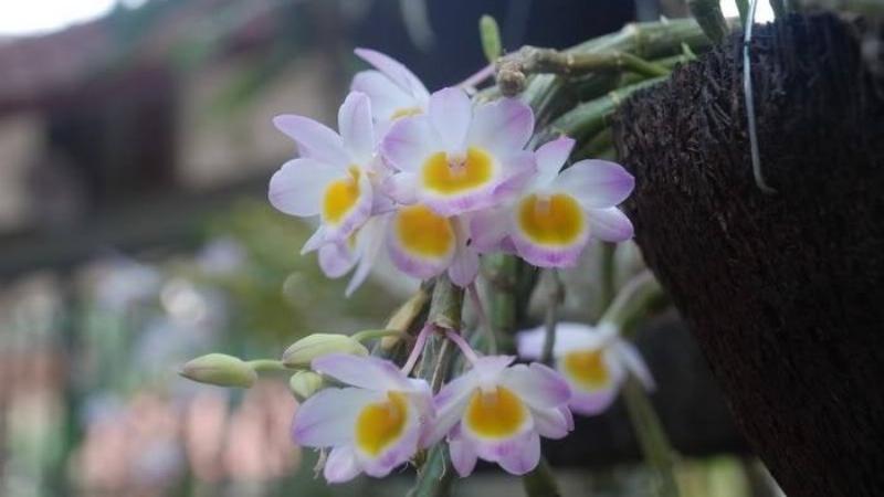 Vẻ đẹp rực rỡ của hoa lan long tu khi được chăm sóc đúng cách