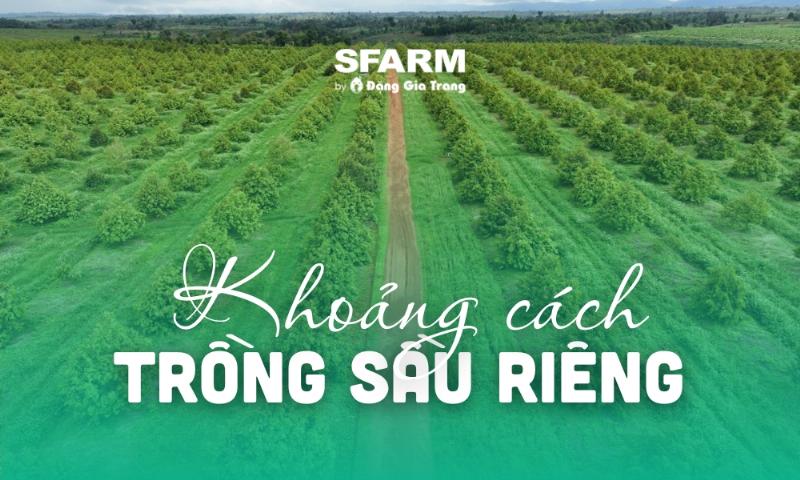Minh họa mật độ và khoảng cách trồng sầu riêng trên diện tích 1000m2
