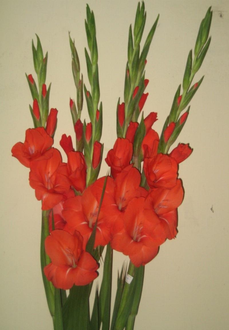 Tổng hợp các mẹo và kỹ thuật để tăng tỷ lệ thành công khi trồng lại củ hoa tulip, bao gồm chọn giống, chăm sóc sau hoa, và bảo quản